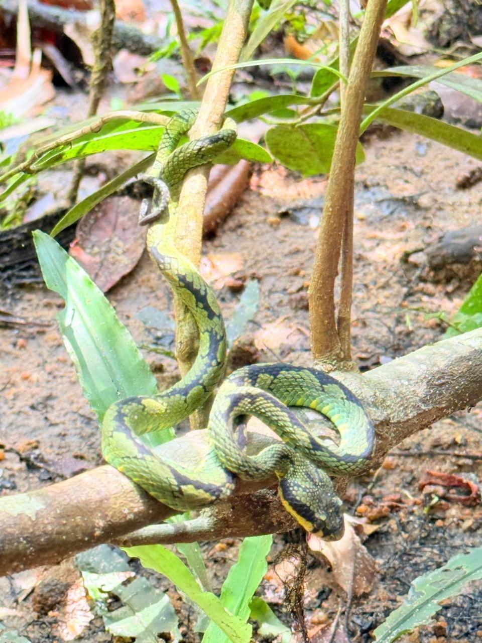 Sinharaja Vini Villa 데니야야 외부 사진